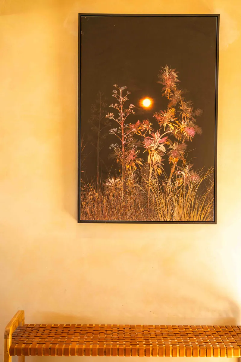 Botanical artwork on a warm plaster wall