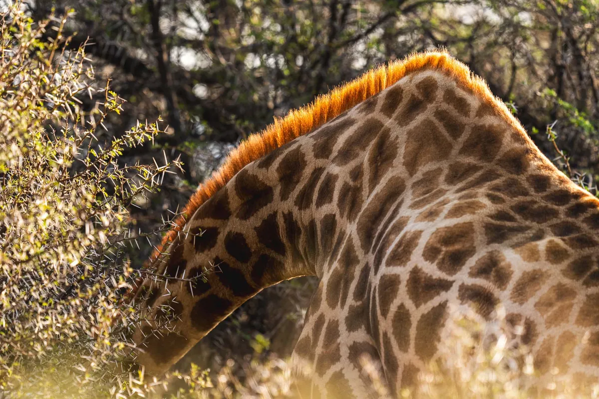 A giraffe browsing in the thorn scrub