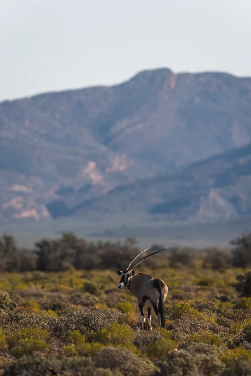 A gemsbok on the plains below the mountains